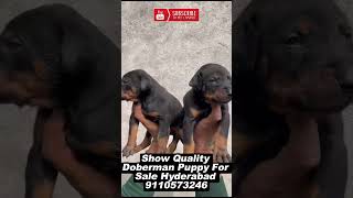 Doberman Puppies for sale in Hyderabad [upl. by Neirad375]