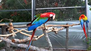 Macaw Parrot Sound [upl. by Dorfman]