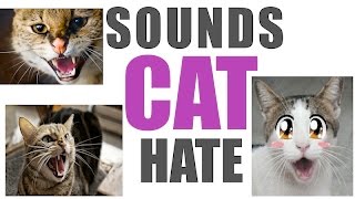 Sounds Cats Hate All Time  HQ [upl. by Mogerly961]