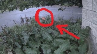 Real Fairy Caught on Tape Amazing Footage [upl. by Lorn307]