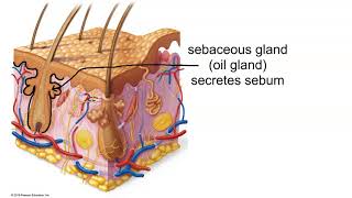 Structure of the Dermis [upl. by Seiden]