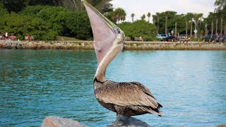 A Pelican Eating Fish [upl. by Alrich40]