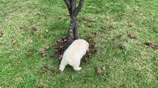 Lagotto Romagnolo puppy training [upl. by Ocer341]