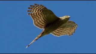 Sparrowhawk Bird Call Bird Song [upl. by Bander]