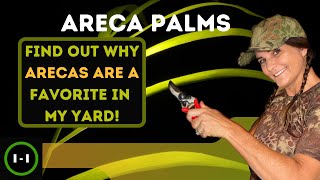 Areca Palm Plants on Purpose How to grow trim avoid disease the history fun facts amp placement [upl. by Lledualc]