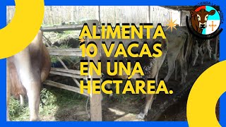 ALIMENTA 10 VACAS EN UNA HECTÁREA [upl. by Tavie]