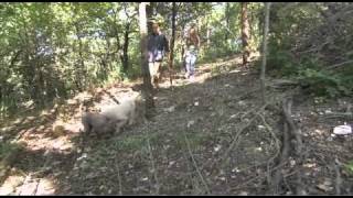 Dogs101 lagotto Romagnolo Rare breed [upl. by Ilahsiav]