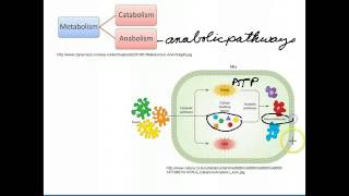 Catabolic and Anabolic Pathways [upl. by Nolie]