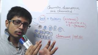 Chromosome chromatin and chromatid [upl. by Baxie]