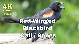 Red Winged Blackbird Call [upl. by Ydnys631]