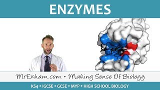 Enzymes  GCSE Biology 91 [upl. by Maryanna]