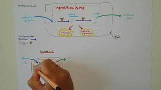 Les métabolismes [upl. by Adriena]