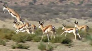 Cheetah Family vs Springbok  Wild Africa  BBC Studios [upl. by Harriet]