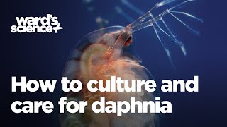 Caring and Culturing for Daphnia [upl. by Udella116]