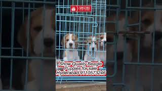 Beagle Puppies for sale in Hyderabad [upl. by Ettenrahc]