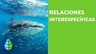 RELACIONES INTERESPECÍFICAS  Definición tipos y ejemplos [upl. by Russian]