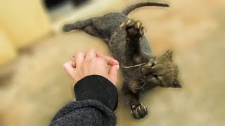 Playful rescued jaguarundi [upl. by Howenstein]