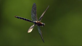 Slow Motion Dragonflies [upl. by Akirehs361]