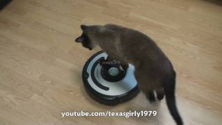 Cat shows HOW TO use iRobot Roomba Vacuum [upl. by Dyke180]