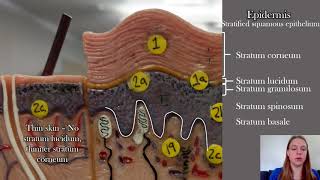 Anatomy of the Skin [upl. by Attenev]