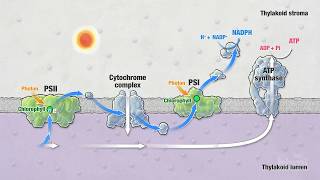 Photosynthesis Part 5 Light Reactions  HHMI BioInteractive Video [upl. by Tavis]