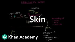 Meet the skin Overview  Integumentary system physiology  NCLEXRN  Khan Academy [upl. by Siuraj]