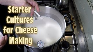 Starter Cultures for Cheese Making [upl. by Yssirc]