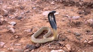 Egyptian cobra Naja haje Morocco [upl. by Iila]