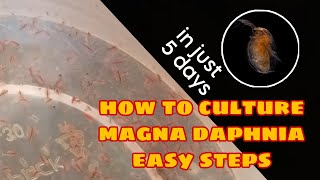 How to Culture Magna Daphnia Easily [upl. by Lacym]