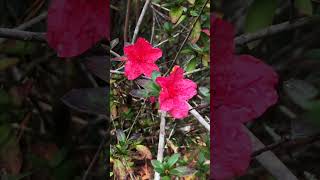 Ravine Gardens State Park  Palatka FL [upl. by Ennalorac]