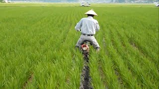 Success Of Rice Farming Japan  Planting amp Harvesting [upl. by Nalaf230]