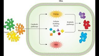 Metabolism Anabolism and Catabolism [upl. by Eipper]