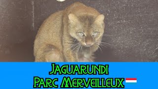 Jaguarondi Jaguarundi  Parc Merveilleux [upl. by Yoral]