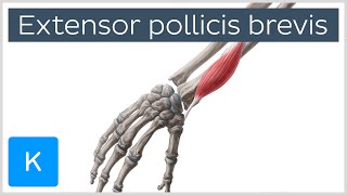 Extensor Pollicis Brevis Muscle  Origins amp Function  Anatomy  Kenhub [upl. by Runstadler]