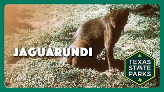 TPWDiscover  Did You See A Jaguarundi [upl. by Suhsoj]