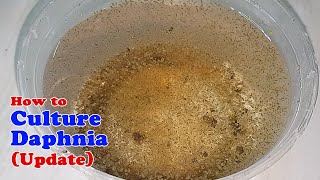 How to Culture Daphnia Update with ZERO Cost  Unlimited Live Food for Our Fish [upl. by Jeffrey131]