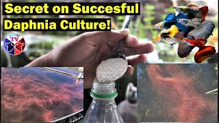 How to Culture Daphnia Successfully [upl. by Gemperle860]