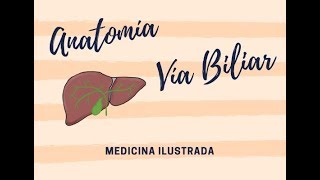 Vía Biliar Anatomía [upl. by Anilec]