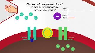 06 MECANISMO DE ACCIÓN ANESTÉSICOS LOCALES [upl. by Rehpotsyrk]