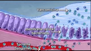 Bacteriologia Mecanismo de accion de la vancomicina [upl. by Lewls336]