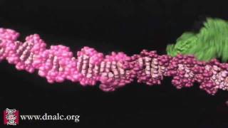 Mechanism of Recombination [upl. by Norad517]