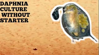 HOW TO CULTURE DAPHNIA NATURALLY WITHOUT A STARTER [upl. by Kutchins]