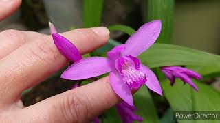 Bletilla striata [upl. by Elbertine855]