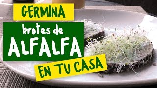 Germinador – Germinando Brotes de Alfalfa [upl. by Beaner]