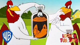 Looney Tuesdays  Iconic Characters Foghorn Leghorn  Looney Tunes  WB Kids [upl. by Fondea]