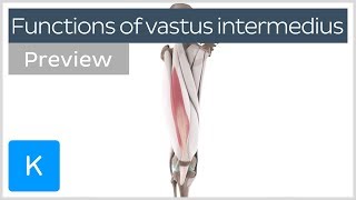 Functions of the vastus intermedius muscle preview  Human Anatomy  Kenhub [upl. by Ahsiatal]