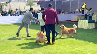 Dog show Golden Retriever and Labrador  Hyderabad APCK 2024 [upl. by Sheila]