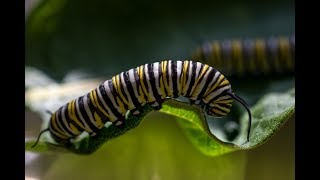 Milkweed amp the Monarch Butterfly Life Cycle [upl. by Einnob383]