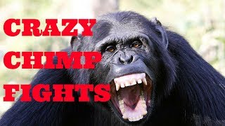 Chimp Learns to Trade  Extraordinary Animals  BBC Earth [upl. by Anasiul]