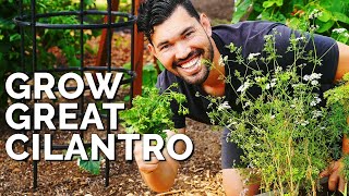 How to Grow CilantroAnd Stop It From BOLTING [upl. by Atikim]